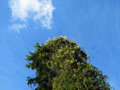 20130821Fallopia_baldschuanica3