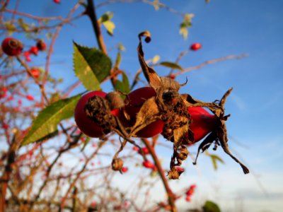 20131209Hundsrose_Reilingen2