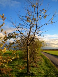 20131107Kirsche_Reilingen3