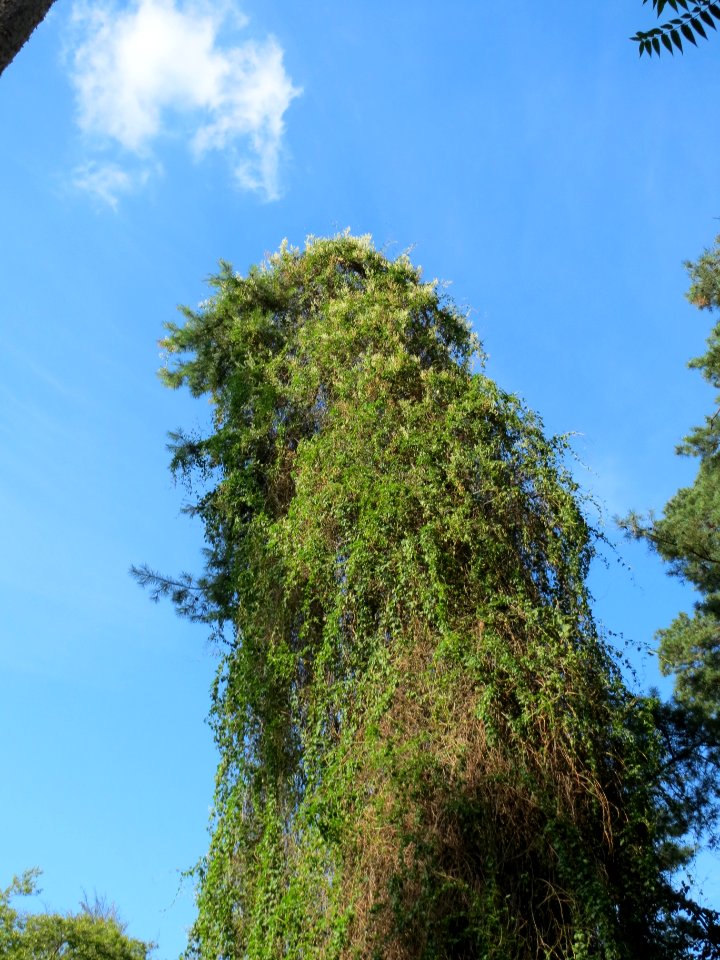 20130821Fallopia_baldschuanica4