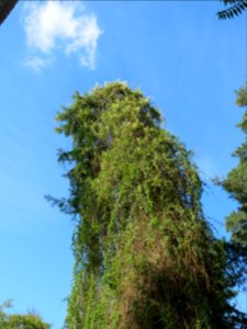 20130821Fallopia_baldschuanica4