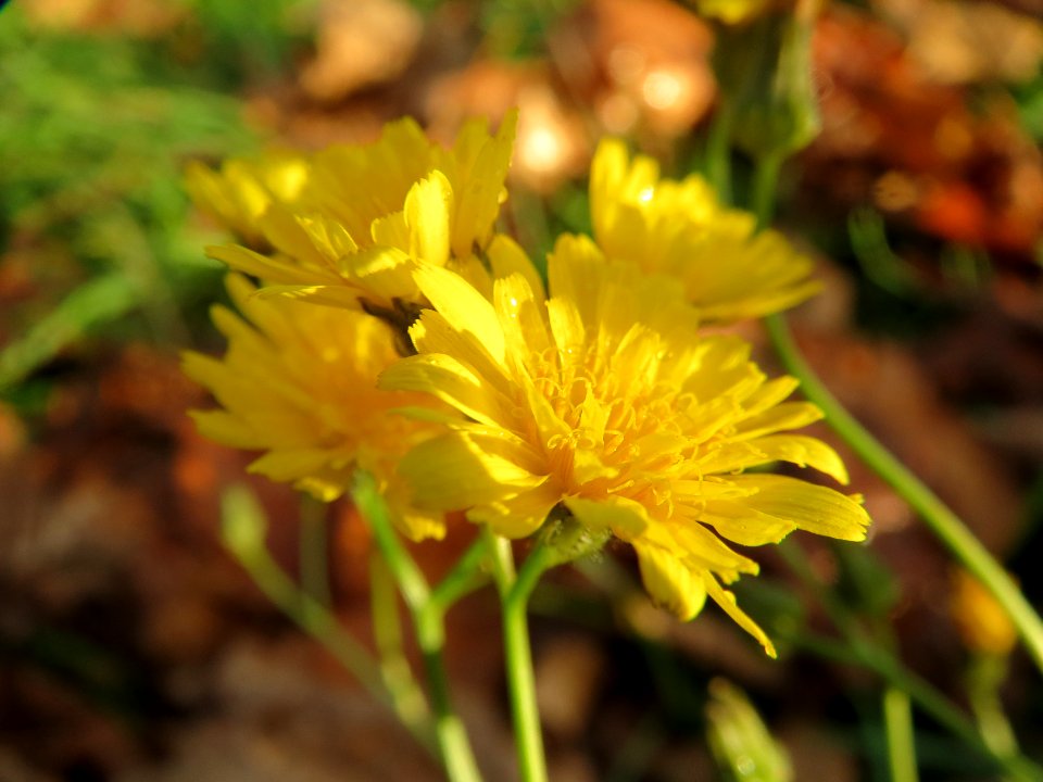 20131107Crepis_biennis
