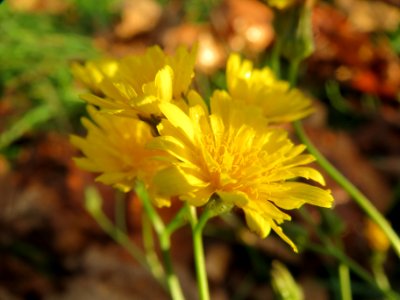 20131107Crepis_biennis