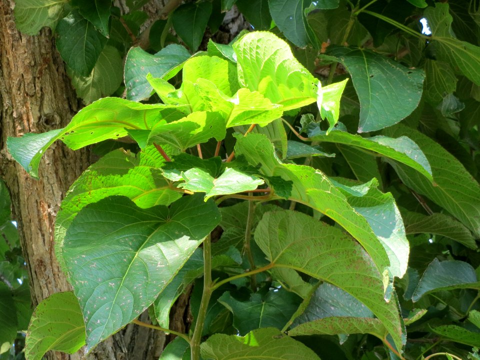 20130830Catalpa_bignonioides4