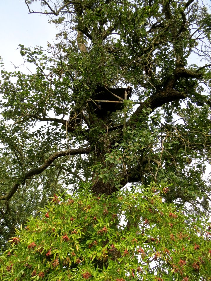 20130822Juglans_regia3