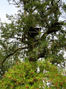 20130822Juglans_regia3