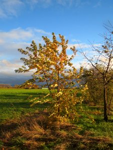 20131107Kirsche_Reilingen2