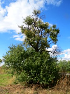 20130909Juglans_regia09