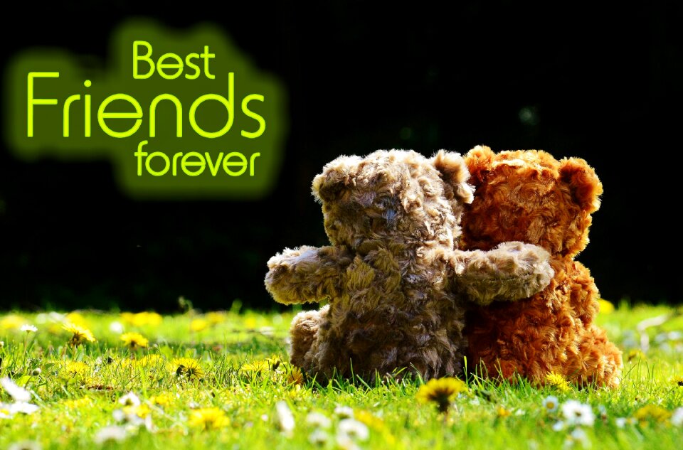 Affection bears cute