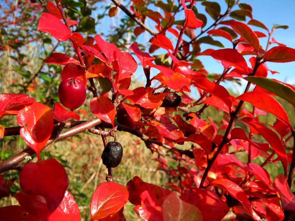 20131026St_Arnualer_Wiesen5