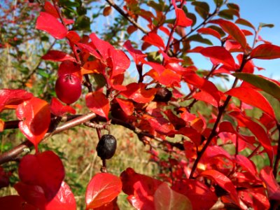 20131026St_Arnualer_Wiesen5