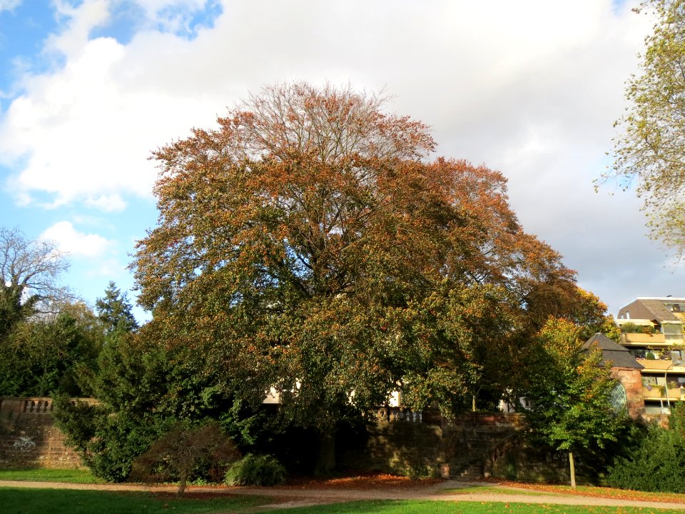 20131029Blutbuche_Staden3