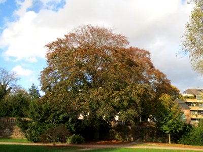 20131029Blutbuche_Staden3