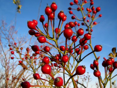 20131209Rosa_multiflora_Reilingen2