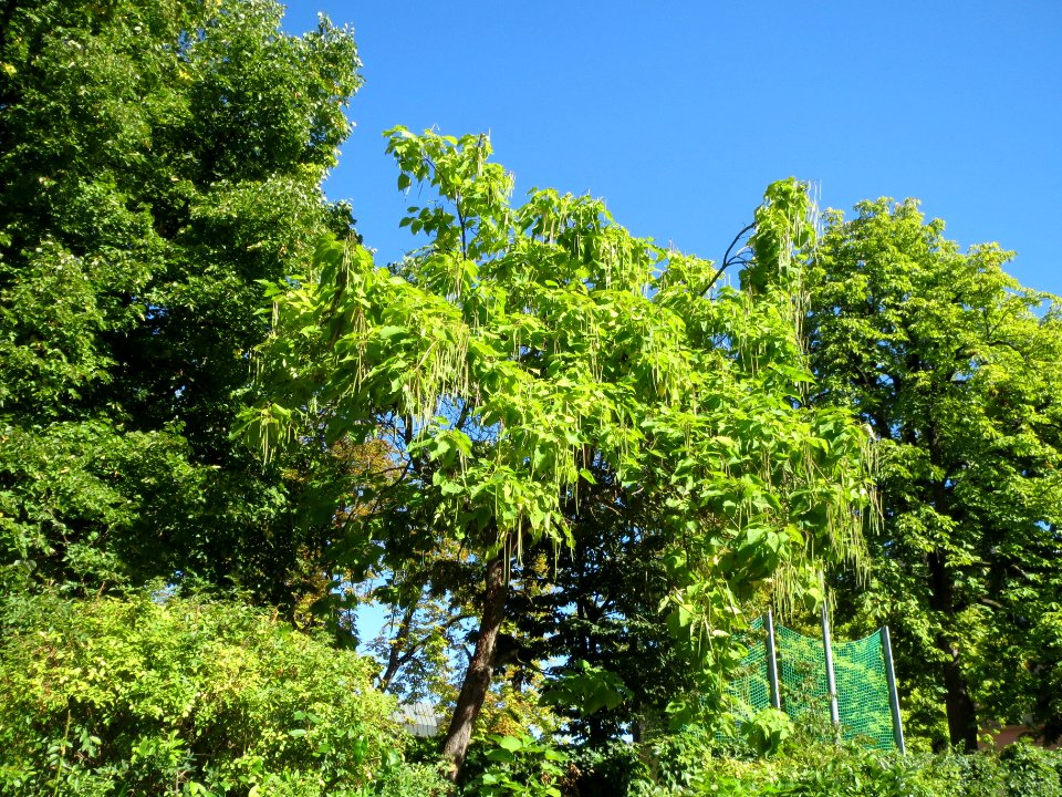 20130905Catalpa_bignonioides5