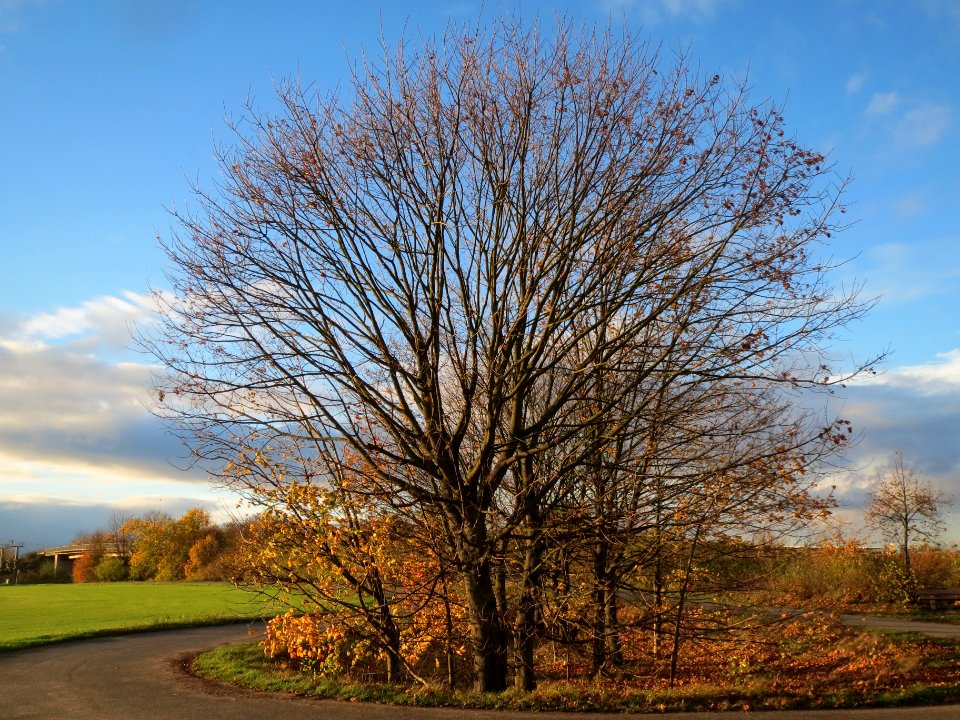 20131107Ahorn_Reilingen6