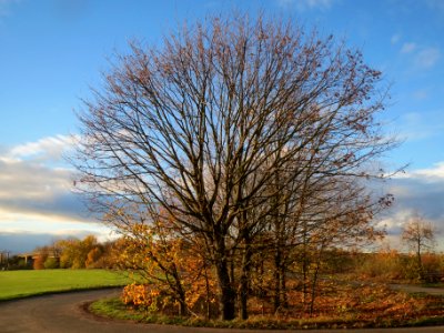 20131107Ahorn_Reilingen6