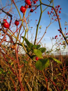 20131209Rosa_multiflora_Reilingen5