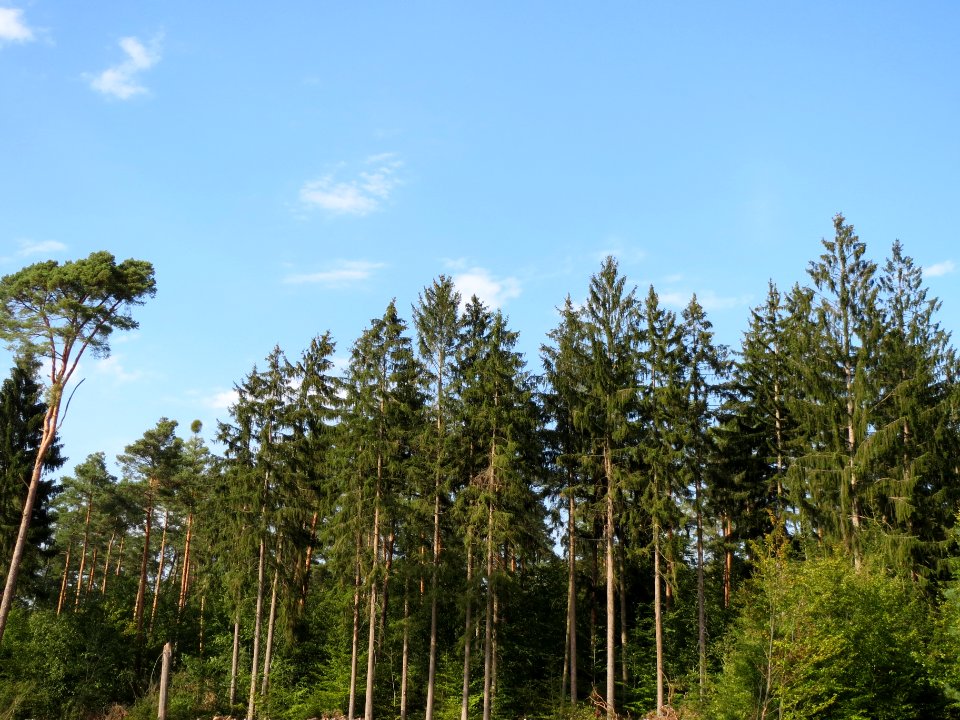 20130906Douglasie_Schwetzinger_Hardt1