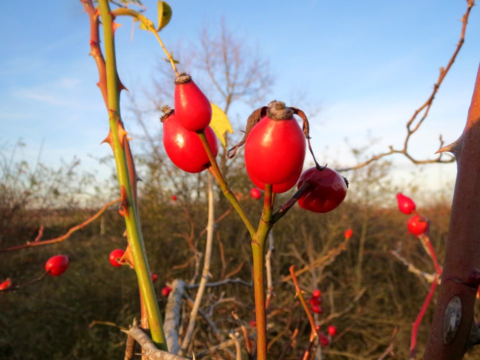 20131209Hundsrose_Reilingen3