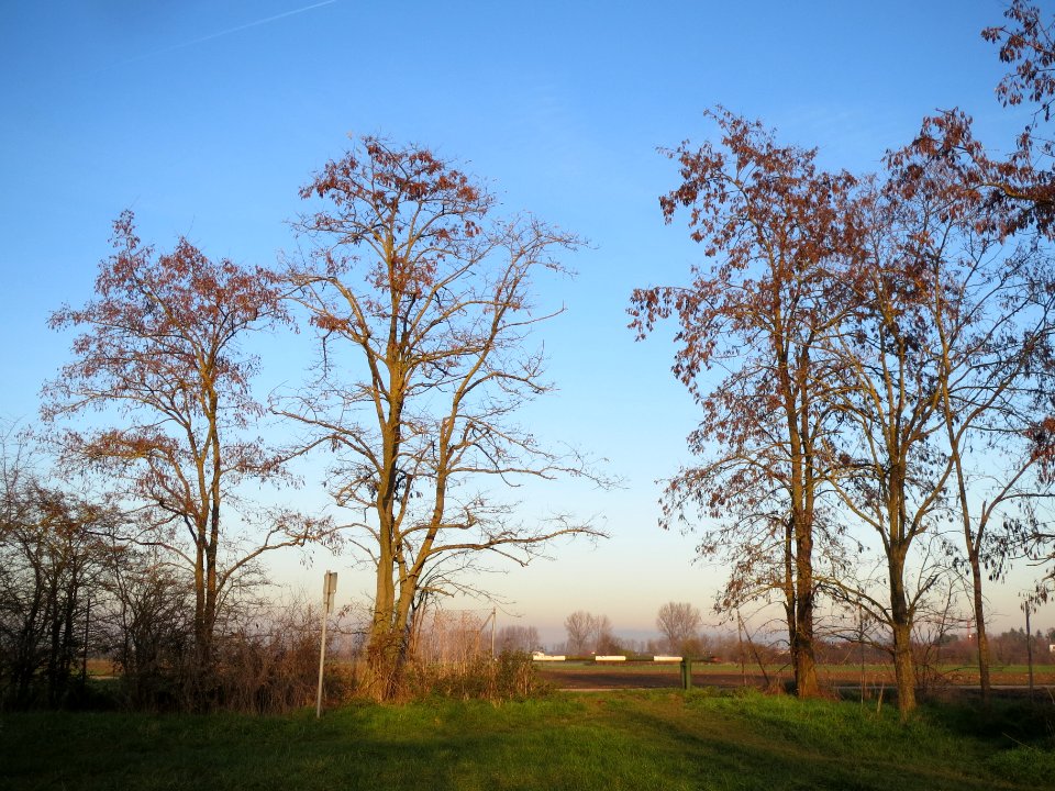20131210Robinien_Reilingen