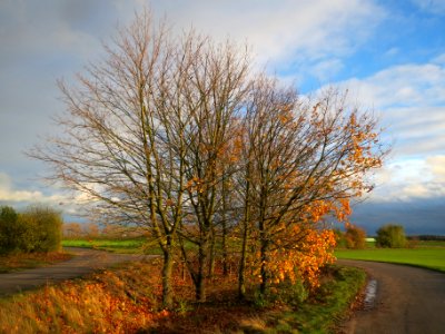 20131107Ahorn_Reilingen5