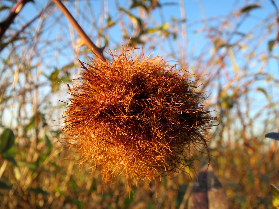 20131210Rosengallwespe_Reilingen4