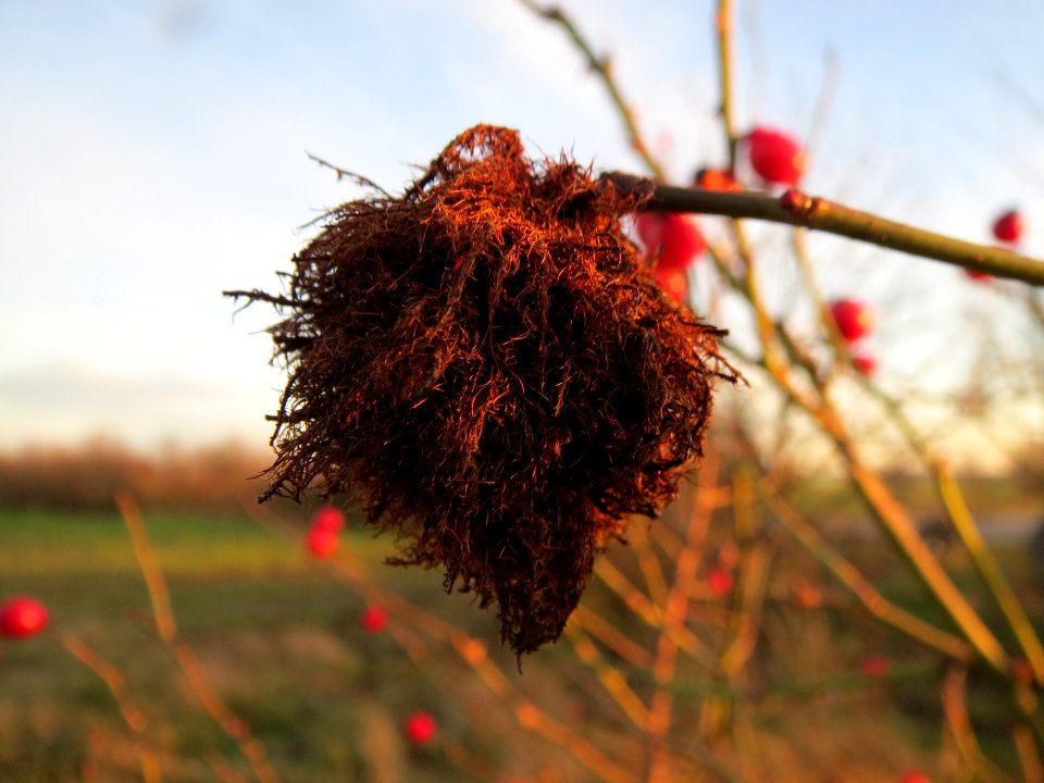 20131209Rosengallwespe_Reilingen1
