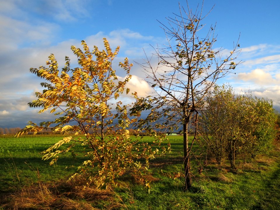 20131107Kirsche_Reilingen1