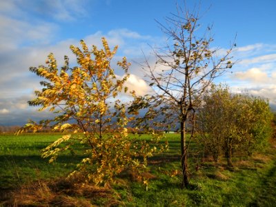 20131107Kirsche_Reilingen1