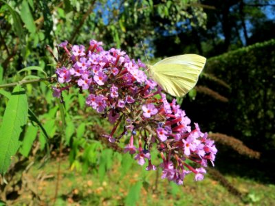 20130903Buddleja_davidii4