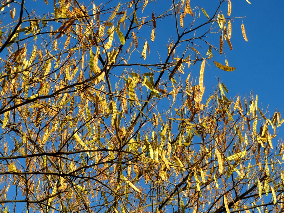 20131209Seidenbaum_Hockenheim2