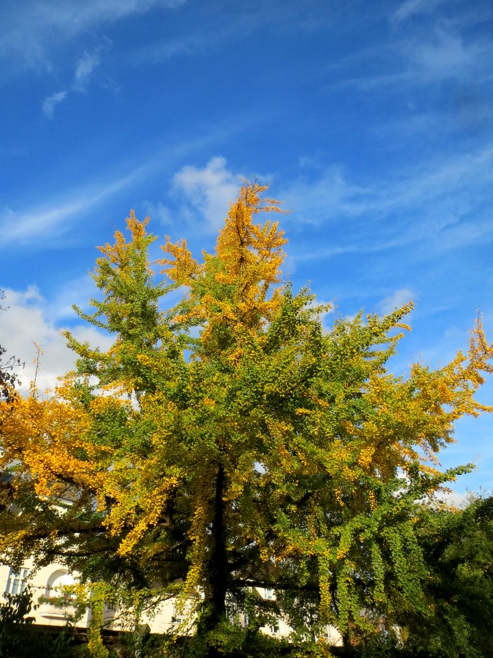 20131029Ginkgo_Staden1