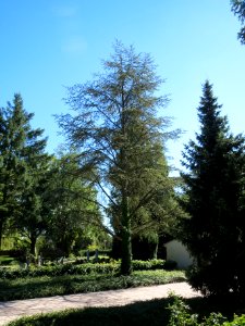 20130905Zeder_Friedhof_Hockenheim2