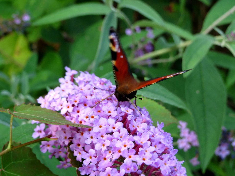 20130906Buddleja_davidii3