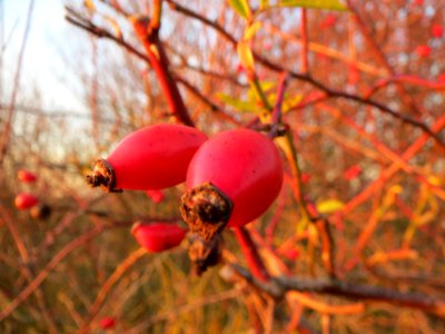 20131210Hundsrose_Reilingen7