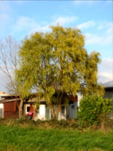 20131201Korkenzieherweide2
