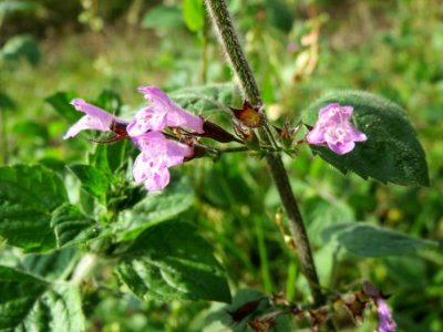 20130906Calamintha_menthifolia1