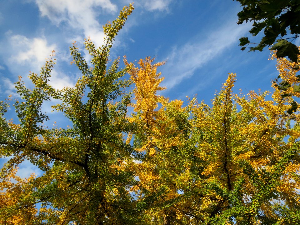 20131029Ginkgo_Staden2
