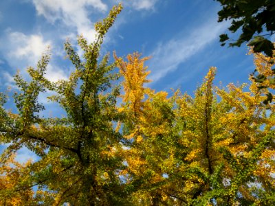 20131029Ginkgo_Staden2