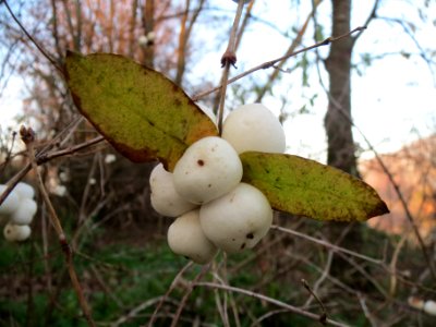 20131210Symphoricarpos_albus2