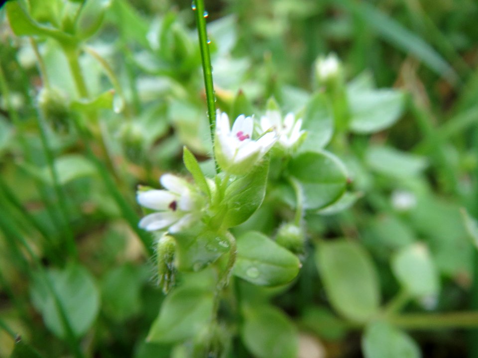 20131107Stellaria_media1
