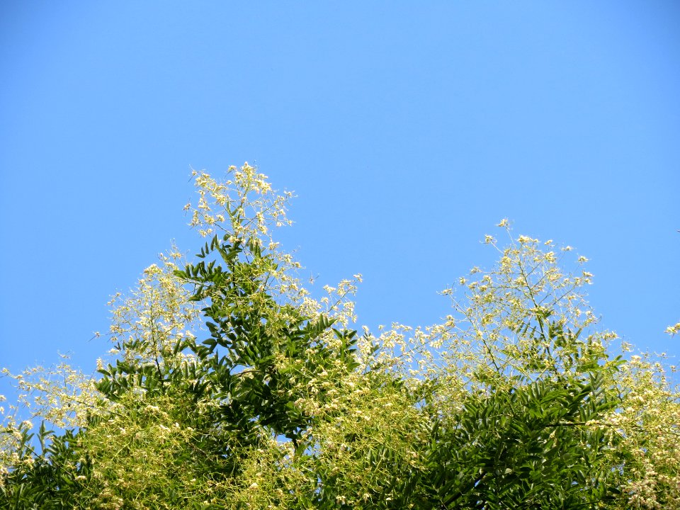 20130829Styphnolobium_japonicum3