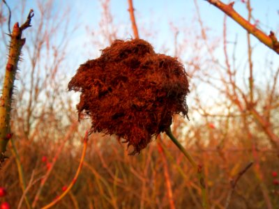 20131210Rosengallwespe_Reilingen8