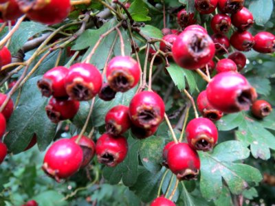 20130827Crataegus_monogyna5