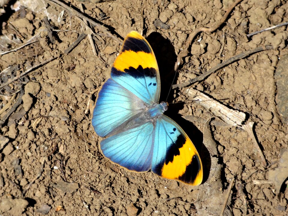 Butterfly insect Free photos