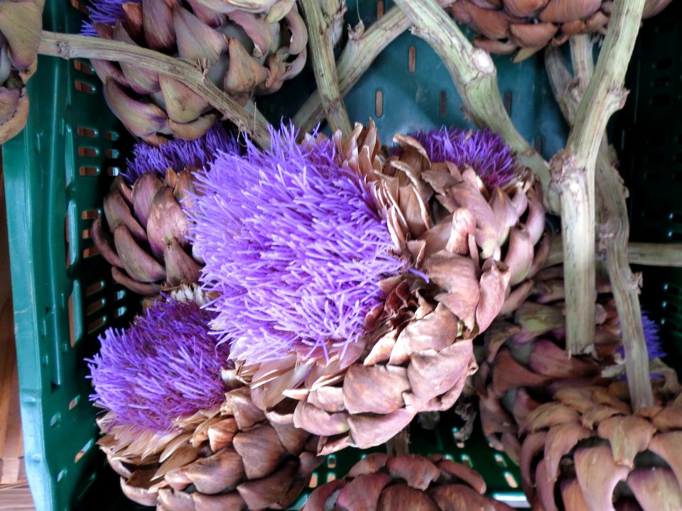 20130827Cynara_cardunculus2