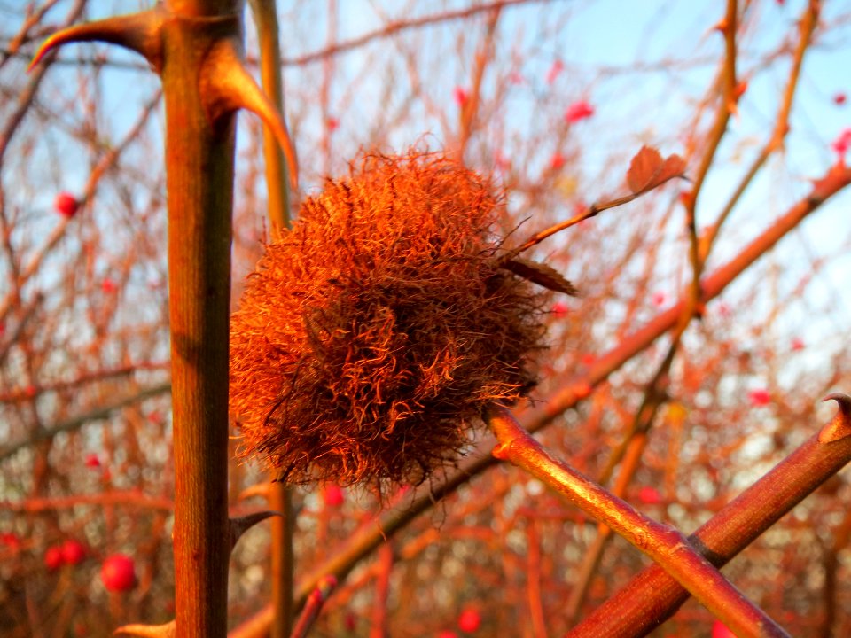20131210Rosengallwespe_Reilingen7