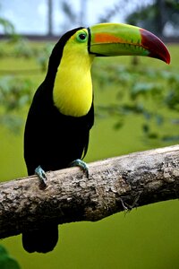 Toucan exotic tropical