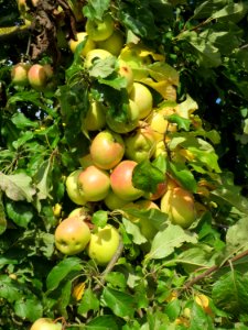 20130910Malus_Domestica10